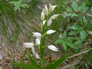 Cephalanthera longifolia (Elleborina bianca)
