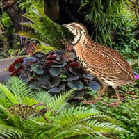 BigEscapeGames-BEG Quail …