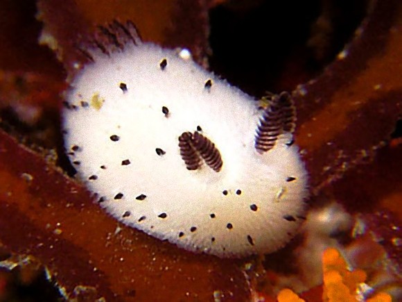 ピカチュウのような？海の中の珍獣、かわいいウミウシたち6つ【n】　ゴマフビロードウミウシ
