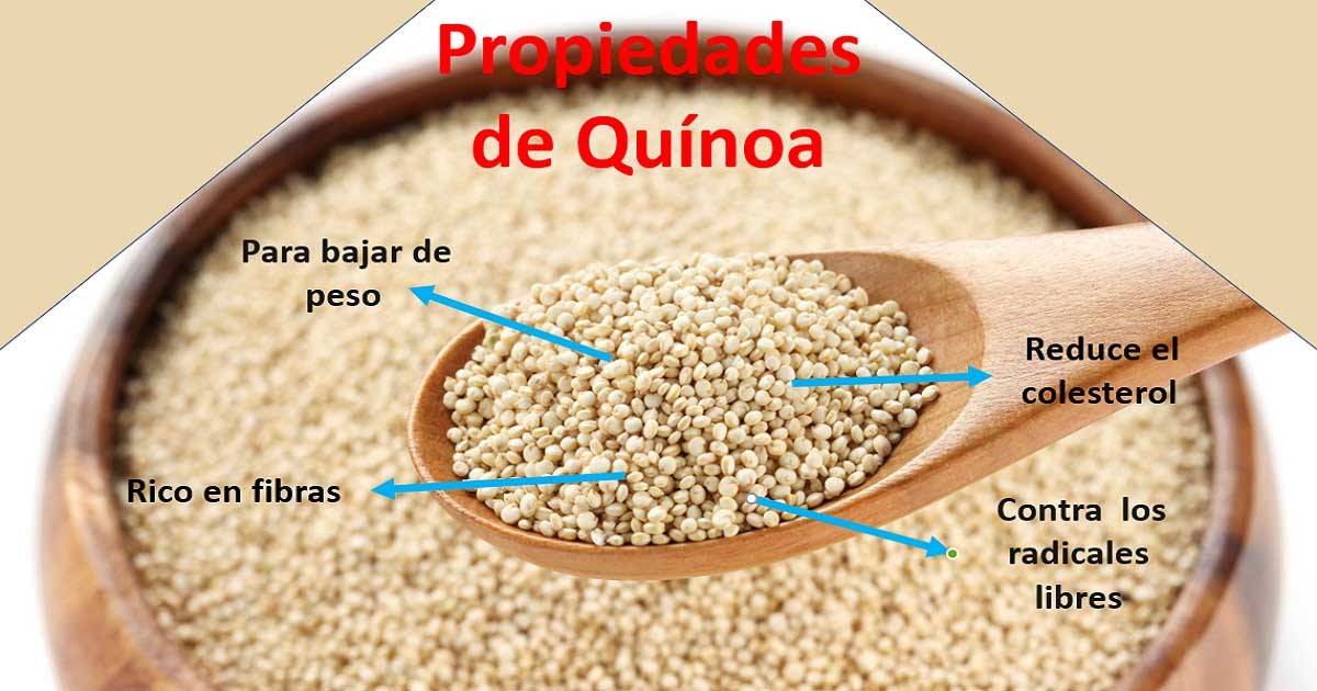 Quinoa Propiedades , Beneficios y Contraindicaciones Propiedades y