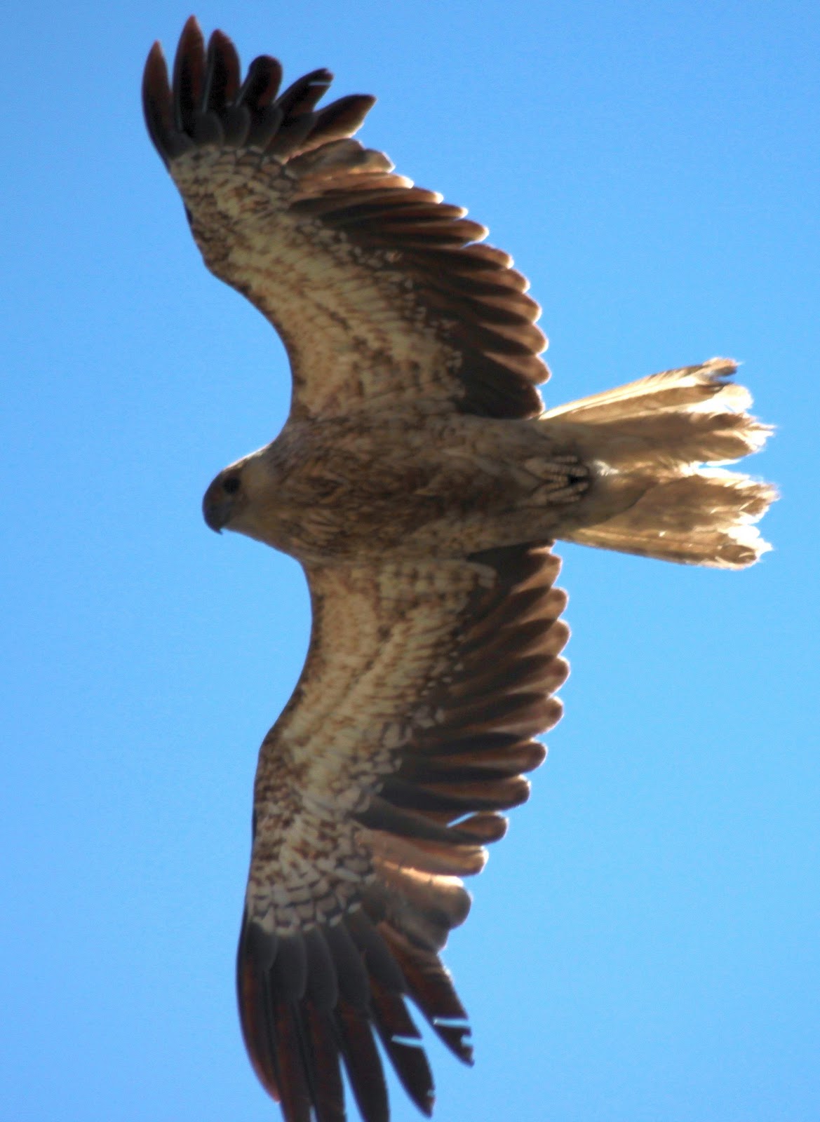 Richard Waring's Birds of Australia: Peregrine Falcon and Whistling ...