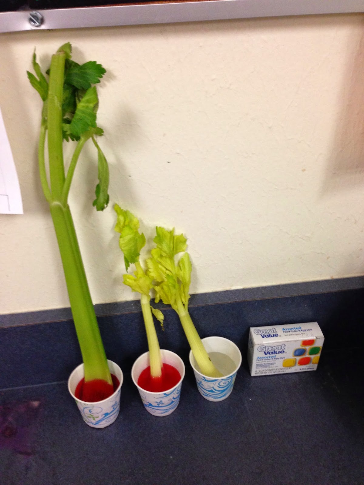 Blackboard An Elementary Education Blog Celery Experiment