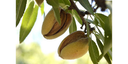 JUAL KACANG ALMOND KASKUS Singaparna