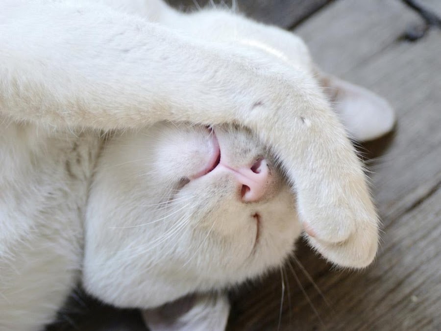 Según el Feng Shui los animales tienen una simbología propia de caracter y elemento