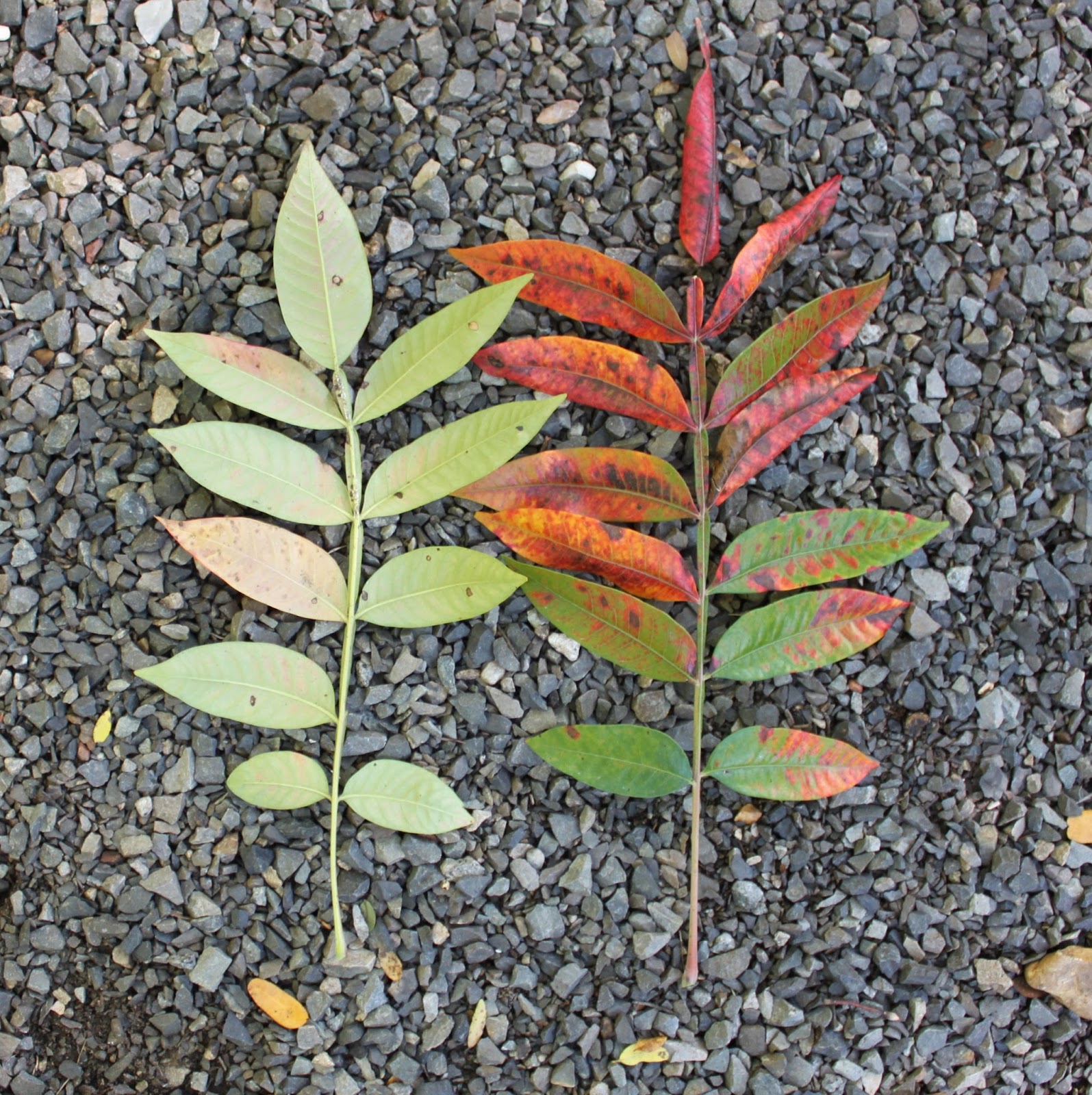 Centenary College Arboretum Tree of the Week Winged Sumac (Rhus copallina)