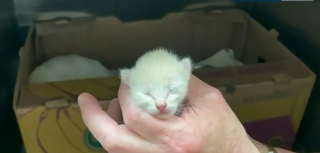Kitten rescued from a hoarder