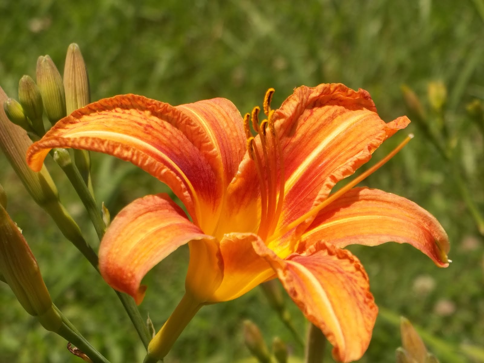 Blue Ridge Poet Tiger Lilies
