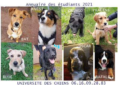 educateur canin agility annecy thones faverges marlens albertville