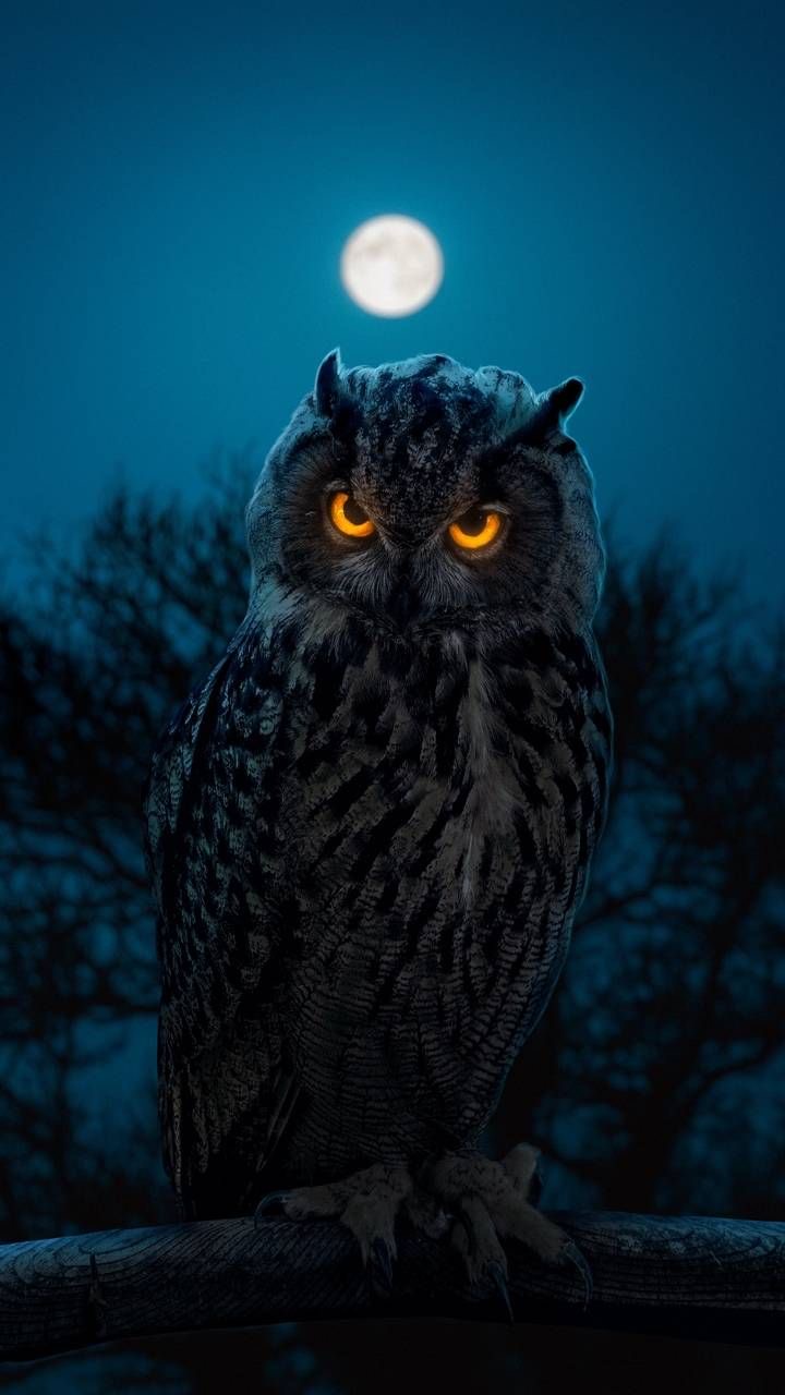 Baykuş Telefon Duvar Kağıtları - Owl Phone Wallpapers 18+