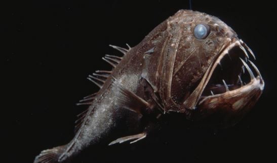 Fangtooth Fish Fangtooth Fish