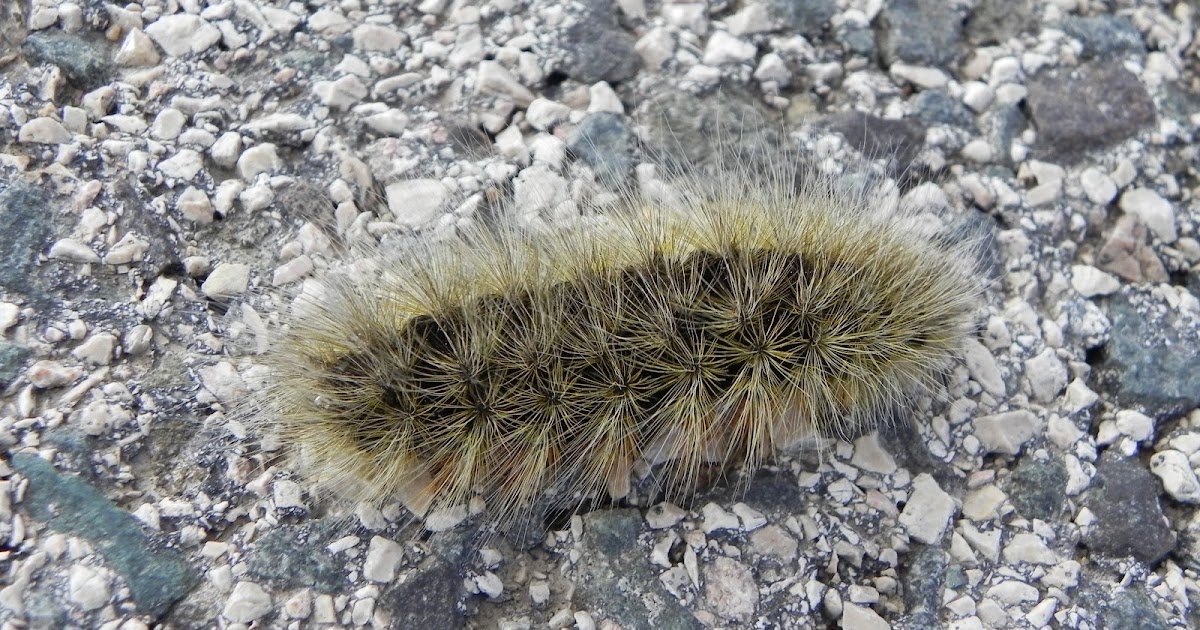 El Saúco Industrias y andanzas de