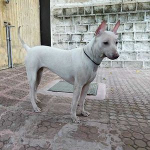 Jonangi Dog Jonangi Dog