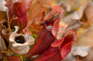 The National flower of Newfoundland