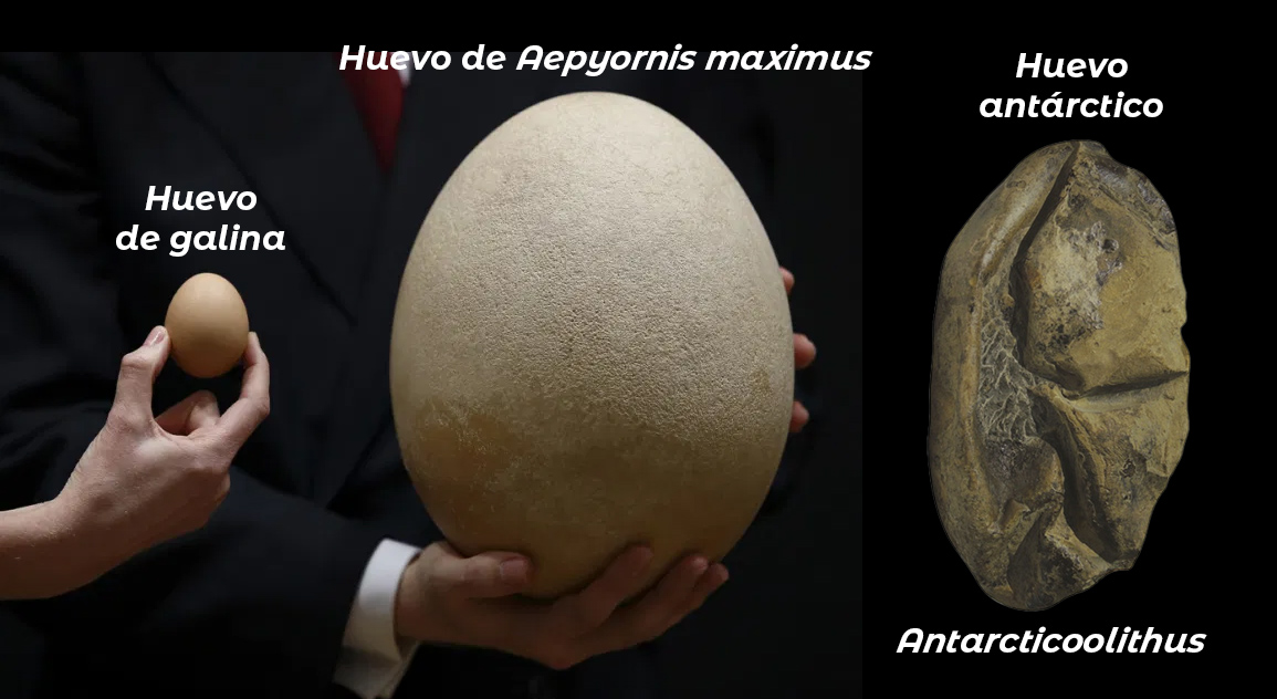 Palaeos, la historia de la Vida en la Tierra: El huevo blando más grande  del mundo ¡Era de mosasaurio!