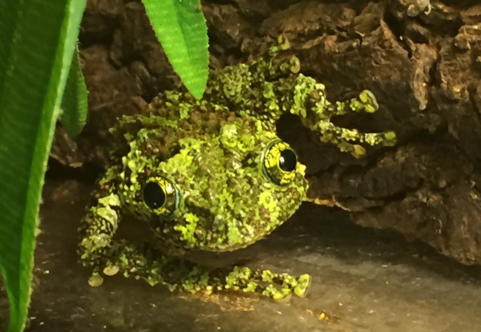 reptile care and information vietnamese mossy frog care sheet frog care sheet