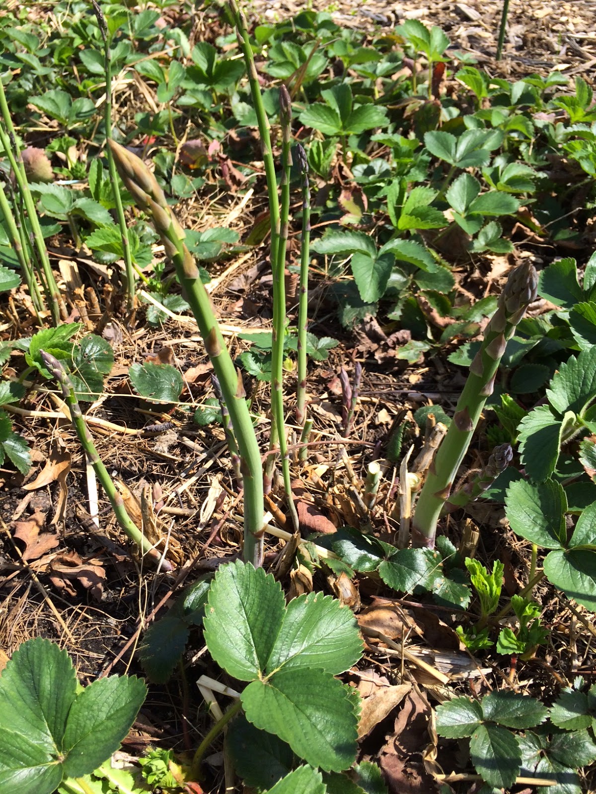 Asparagus: You Can Grow That! Asparagus: You Can Grow That! Planting Asparagus In The Fall