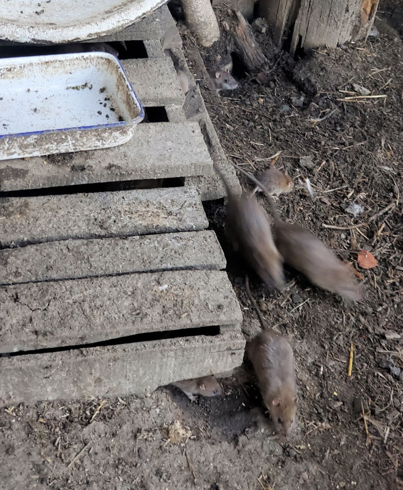 Keep Rodents out of your Chicken Coop without Traps or Poison Fresh