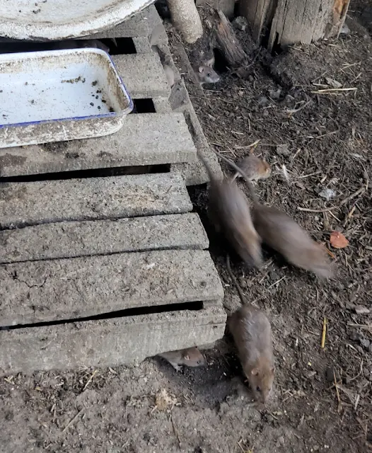 Keep Rodents out of your Chicken Coop without Traps or Poison Fresh
