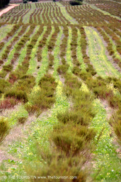A field with rows of Rooibos tea.