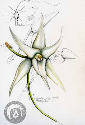Arte y Conservación Journal: La orquídea de Darwin, Sketches botánicos 