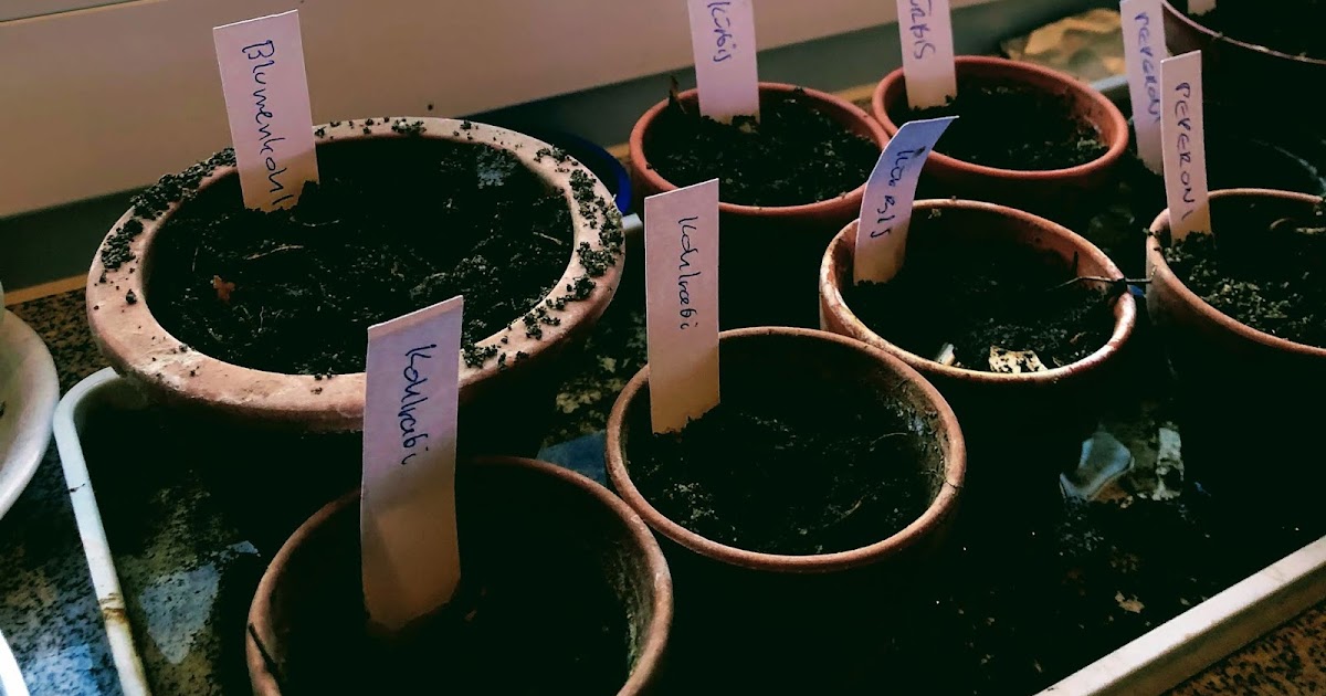 Säen und pflanzen im März