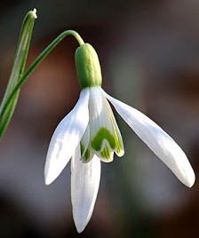 http://mightyeco.blogspot.com/2014/03/common-snowdrop-galanthus-falls-in.html