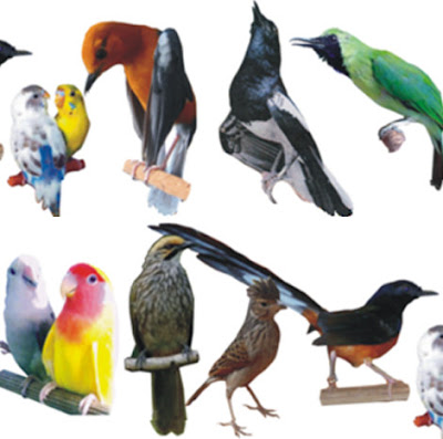 34 Konsep Gambar Logo Cucak Ijo Gambar Logo