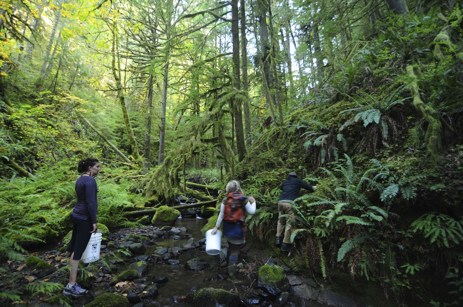 On the Road, We Bring the Funk Oregon, Mushroom Hunting and MicroBrews