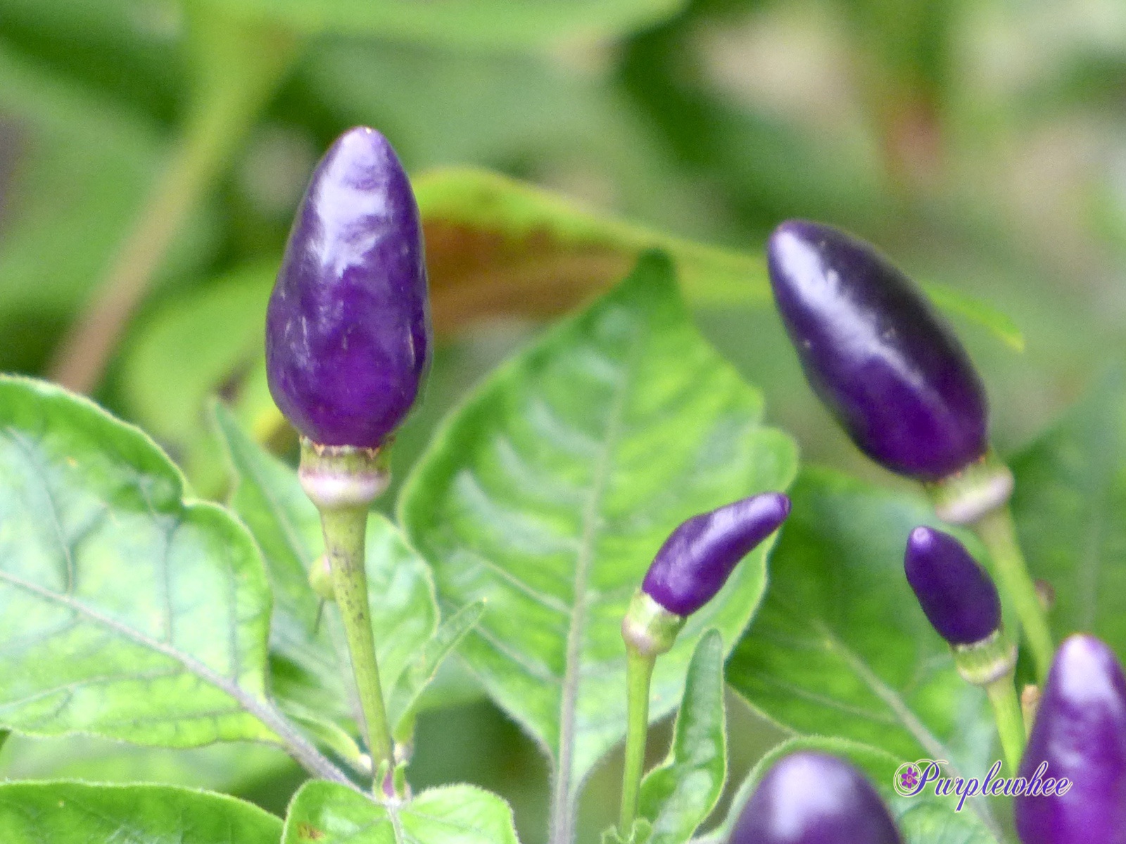 臺4高產蔬菜種子 辣椒種子 紫妃尖椒 黑紫色辣椒種子 | 蝦皮購物