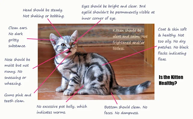 Is the kitten healthy? Checklist infographic by MikeB