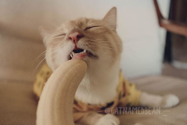Cat Bitten With Banana Gained A Large Population To Know Him