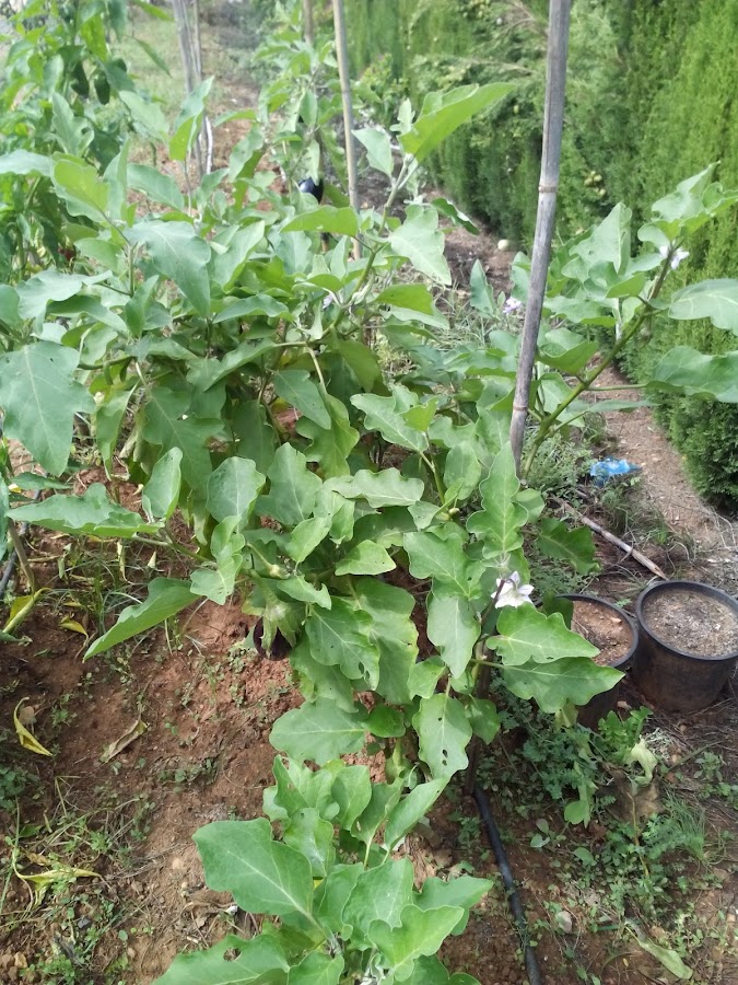 Berenjenas en Huerto