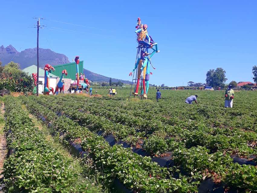 The Mooiberge Strawberry Farm It’s Berry Mooi! The Sharonicles