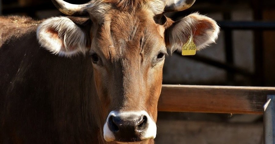 Hangi hayvanlar kurban edilebilir? vasıfları ne olmalı? Bilgi Sitesi