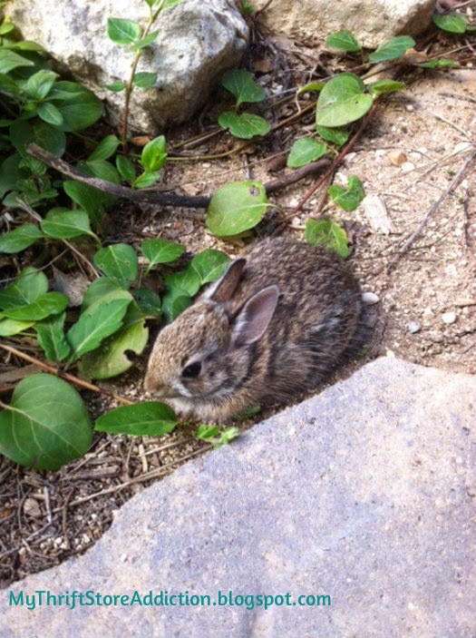 Baby bunnies