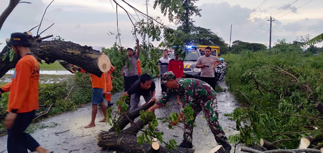 Babinsa Karangdowo  Bantu Evakuasi Pohon Tumbang Bersama warga