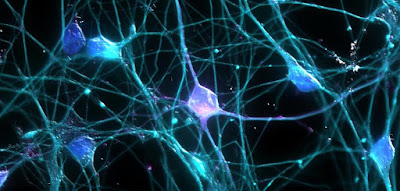 Neuronas cerebro humano comunicación