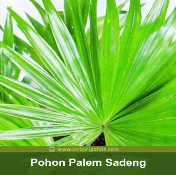 ciri ciri pohon palem sadeng