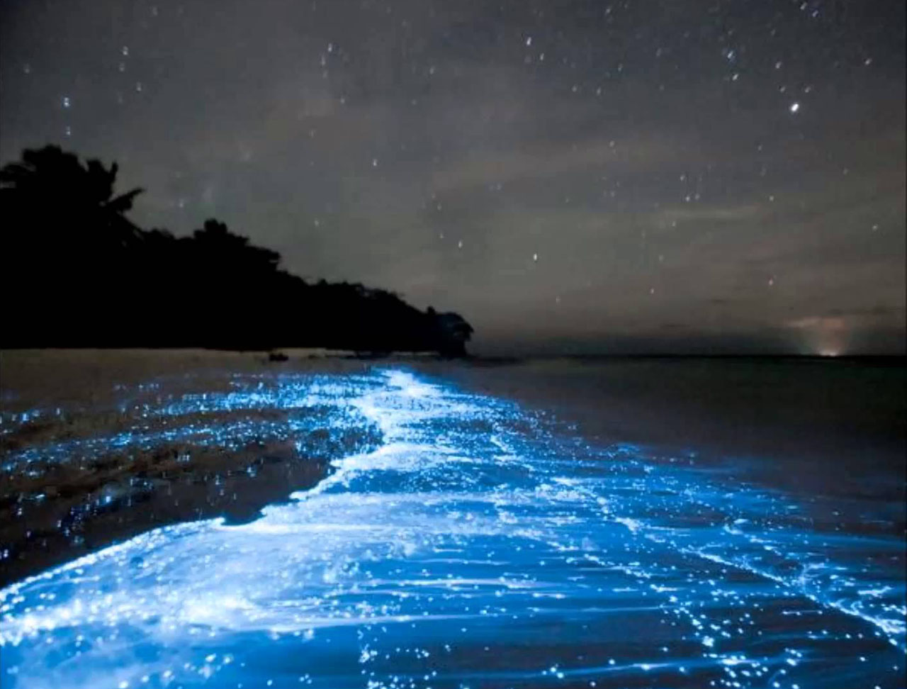 Qué es la bioluminiscencia y en qué playas sucede » Intriper.