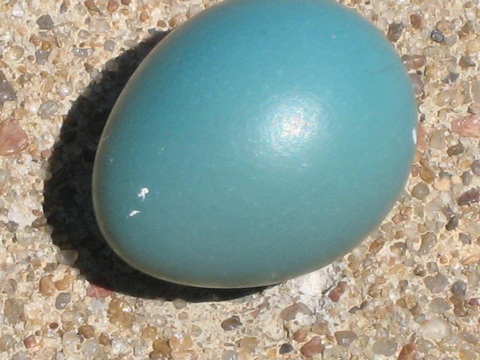 robin's egg blue nail design