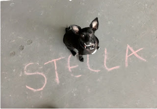 The Chronicles of Stella: The Secret Leaked...
