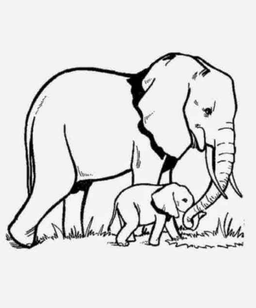 12 Sketsa Gambar Mewarnai Binatang Gajah