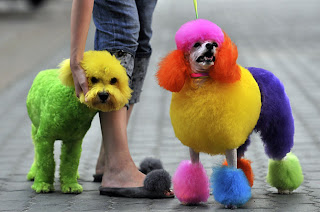Funny Colored Dogs