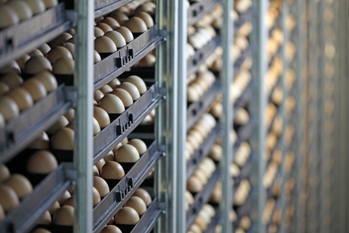 Huevos fértiles en la incubadora. 