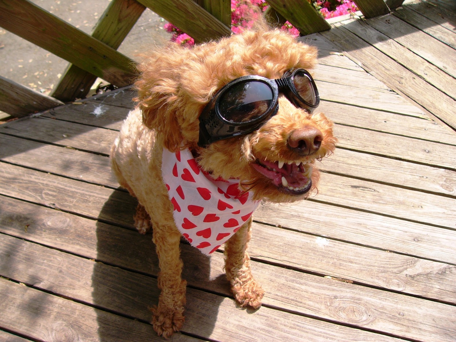 Dog Sunglasses Buying Guide Find the Best Doggles and other brands