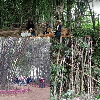 Jenis Bambu Paling Bagus Untuk Kerajinan Anyaman Bambu Elinotes Review