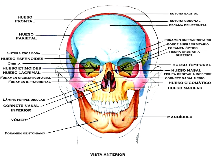 Huesos que forman el tabique nasal y cabeza Huesos que forman el tabique nasal y cabeza