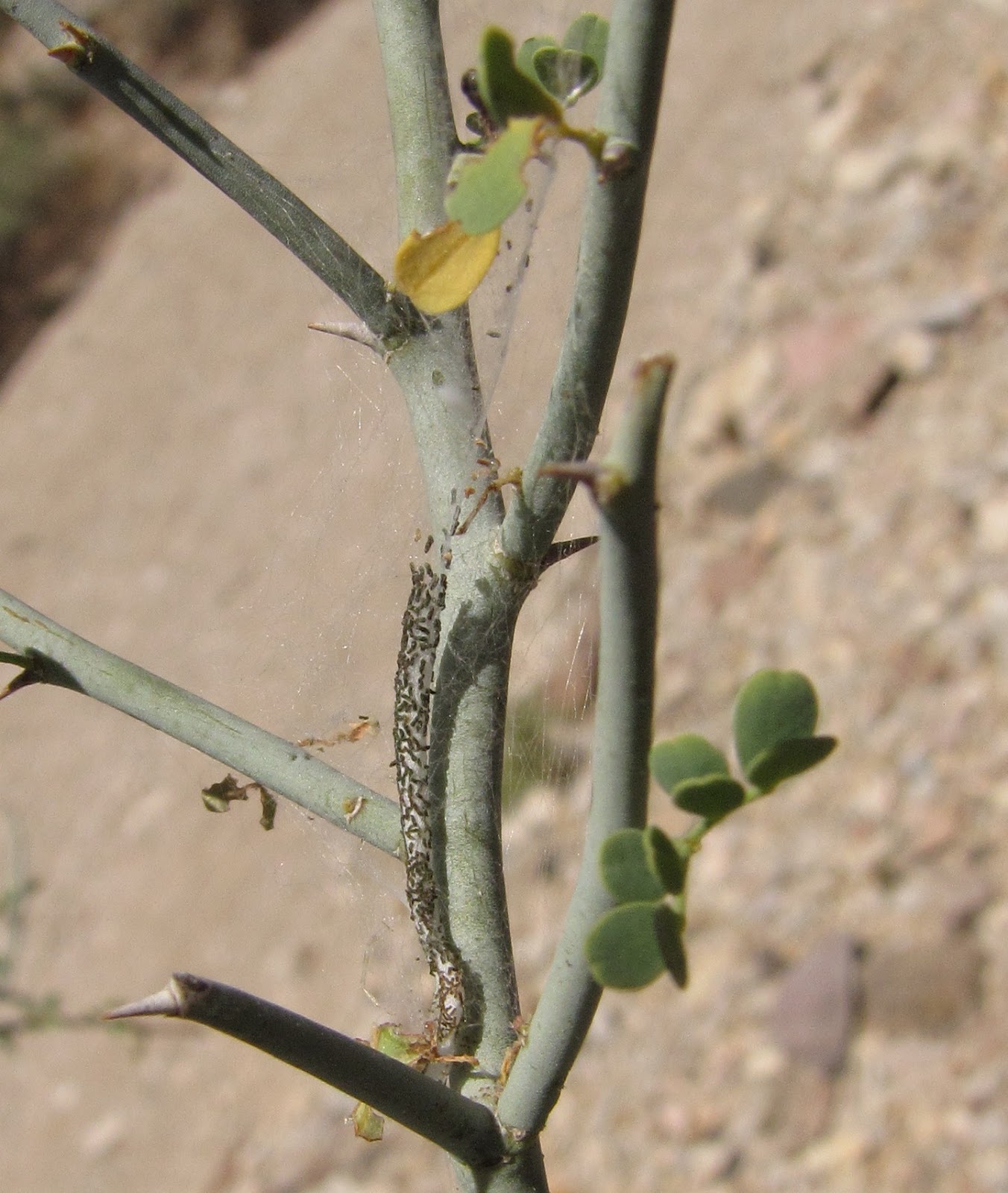 Bug Eric Moth Monday Palo Verde Webworm