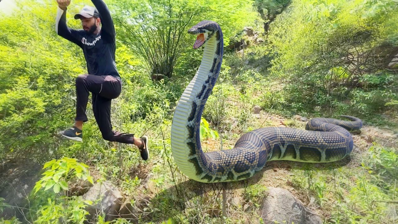real anaconda real anaconda