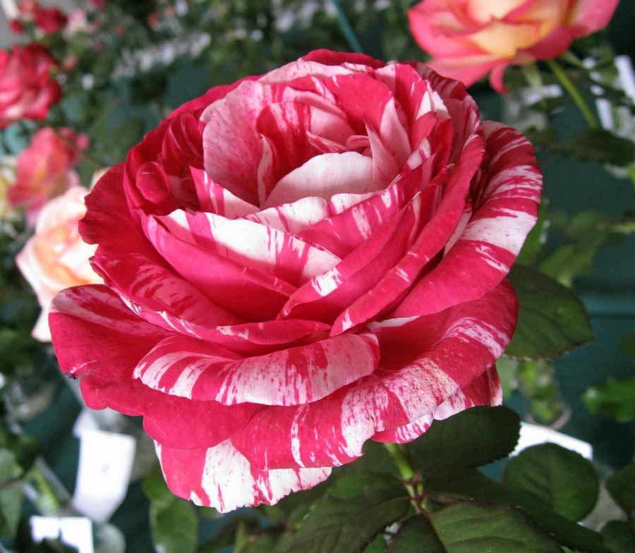 Wool Enough and Rhyme: Roses and Roses and Roses